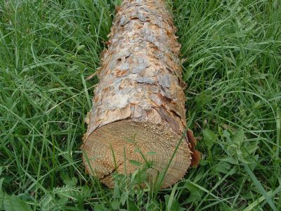 Pine log on a background of a meadow grass