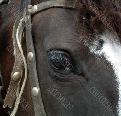 Fragment head of a horse