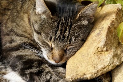 Rock pillow. Rock pillow.
