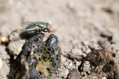 fly on the shit