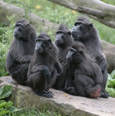 Monkeys