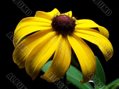 Close Up of a Single Black Eyed Susan Flower