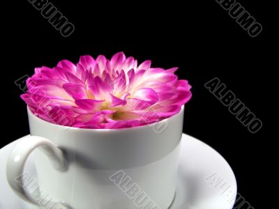 Dahlia Flower Blossom In A Cup