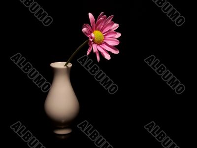 Pink Daisy in a Small Vase