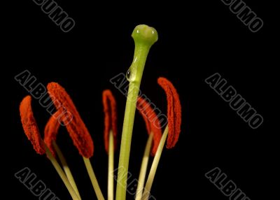 Pistil And Stamens Of A Flower