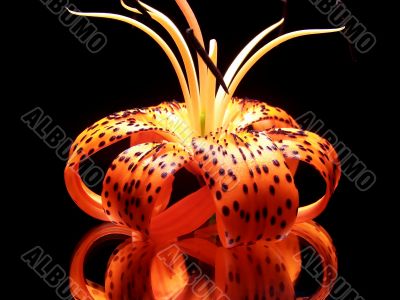 Tiger Lily On Black Background