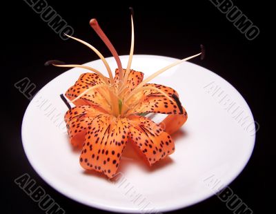 Single Tiger Lily On A White Plate Single Tiger Lily On A White Plate