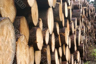 Lot`s of wood. Lot`s of wood.