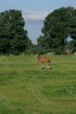 Curious foal.