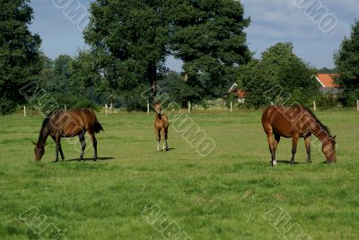 Foal in between.