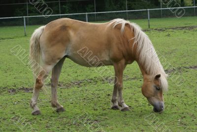 Grazing horse. Grazing horse.