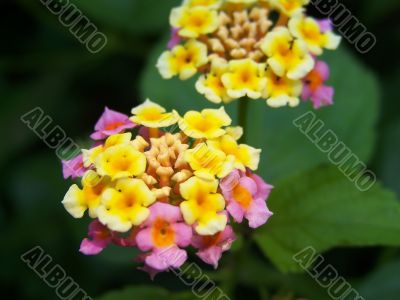 Blossom Of Yellow And Pink Flowers