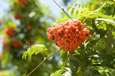 Rowan Rowan