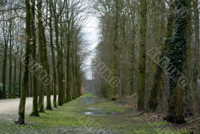 forest in autumn