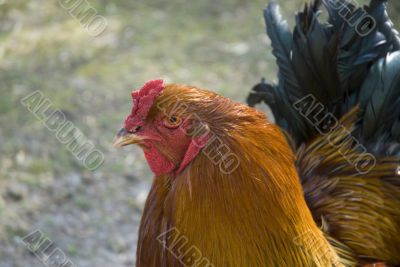 Brahma rooster