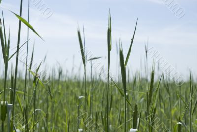 Grain in the fields
