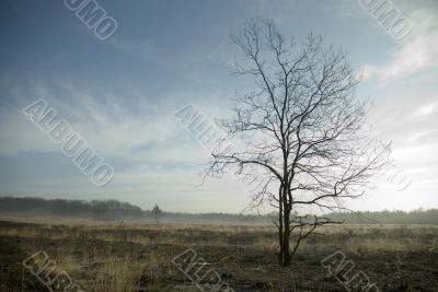 calm landscape in springtime