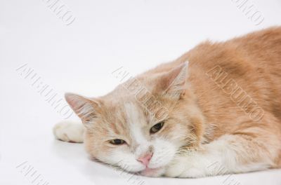 Laying sad cat