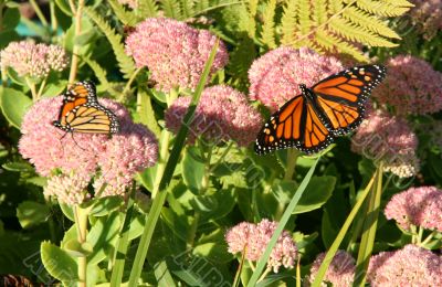 Monarch butterfly