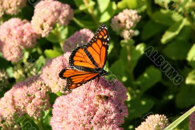 Monarch butterfly