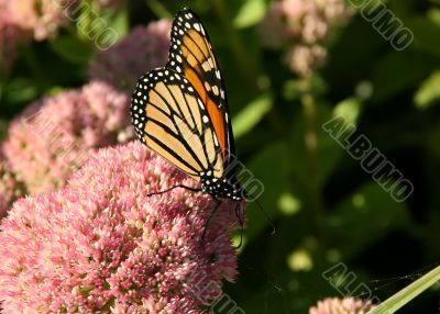 Monarch butterfly