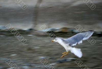 Seagull in flying