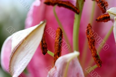 Pollentated Pollentated