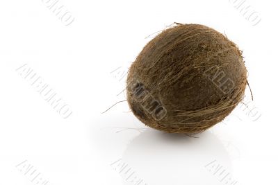 coconut coconut