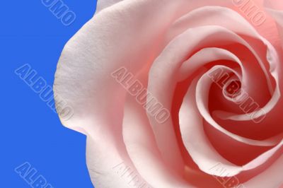 Pink Rose Pink Rose