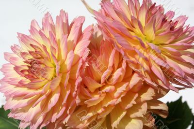 Dahlia close up. Dahlia close up.