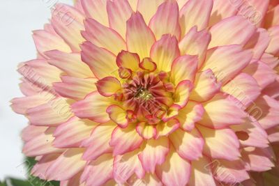 Dahlia close-up.