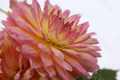 Dahlia close up.