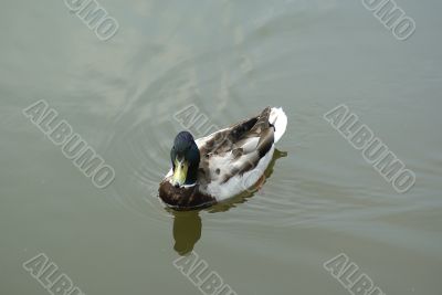 Swinning duck. Swinning duck.