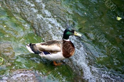 Duck in water. Duck in water.