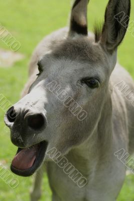 Bleating donkey.