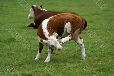 Calf with an itch.
