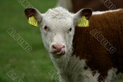 Hereford calf with tongue in nose.