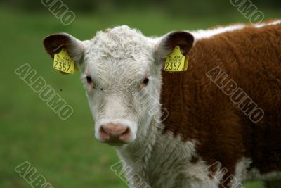 A hereford calf.