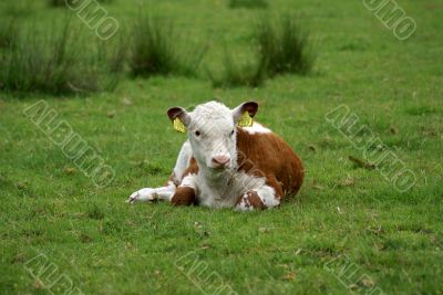 A calf resting.