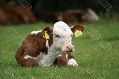 Calf lying down.