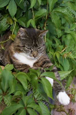 Cat plays hide and seek.