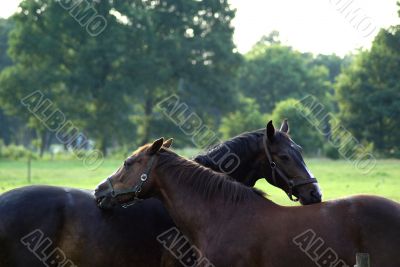 Two horses... Two horses...