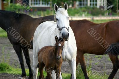 Mare with foal.