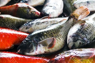 Parrotfish in the market