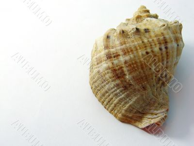 sea shell