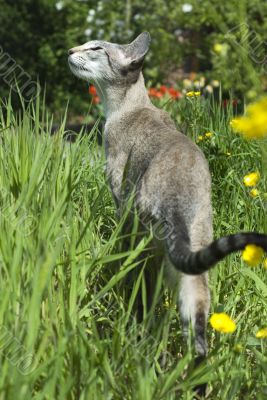 siamese tabby point cat