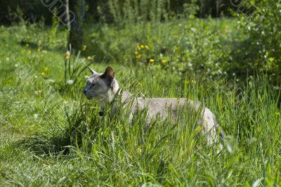 Siamese blue point cat