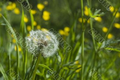 seed of a hawk-bit seed of a hawk-bit