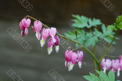 Spectabilis Dicentris Spectabilis Dicentris