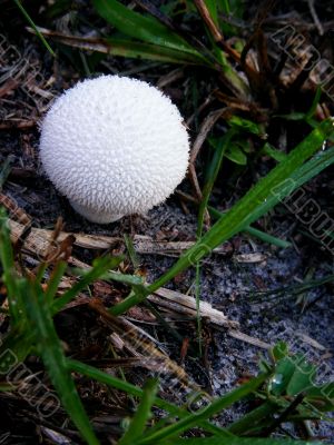 Mushroom